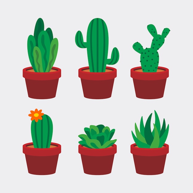 cactus and succulent vector illustration