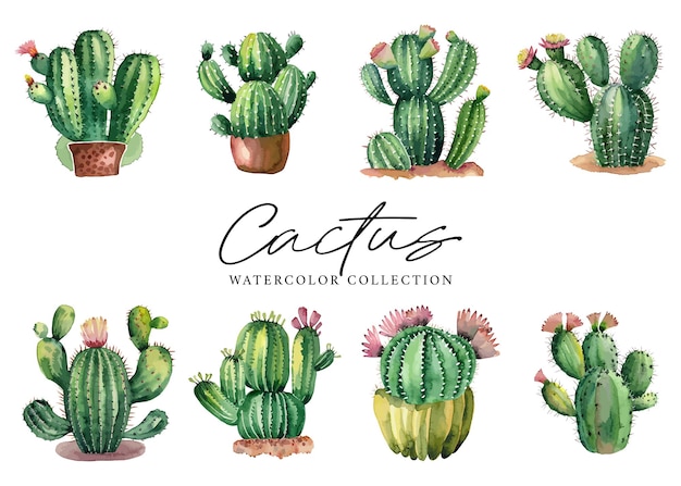 Piante succulente cactus collezione acquerello su sfondo bianco