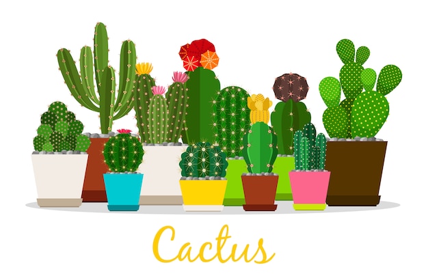 Cactus, piante grasse nell'illustrazione dei vasi