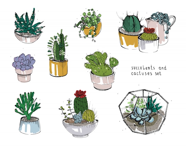 Set di cactus e piante grasse. piante della raccolta in vasi, illustrazione del florarium
