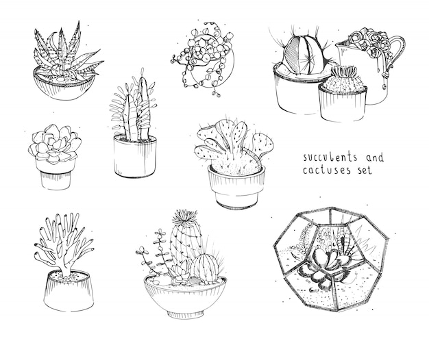 Vector cactus and succulents set. collection plants in pots, florarium isolated