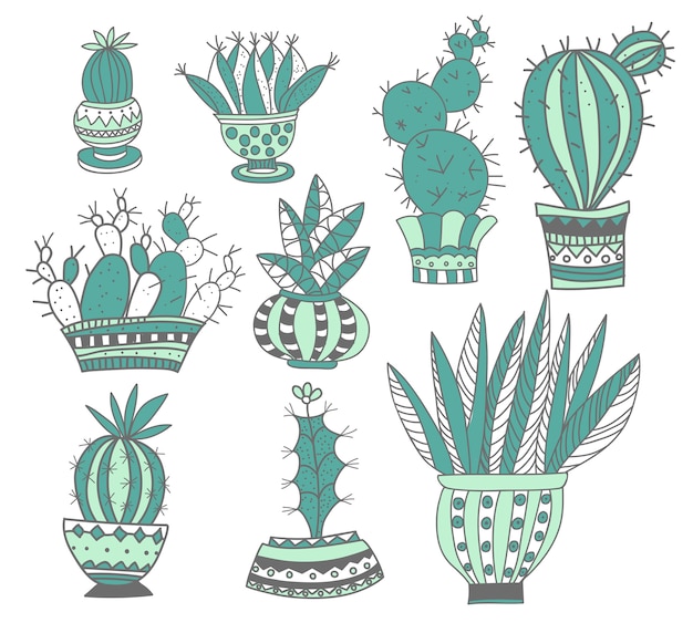 Vector cactus and succulents