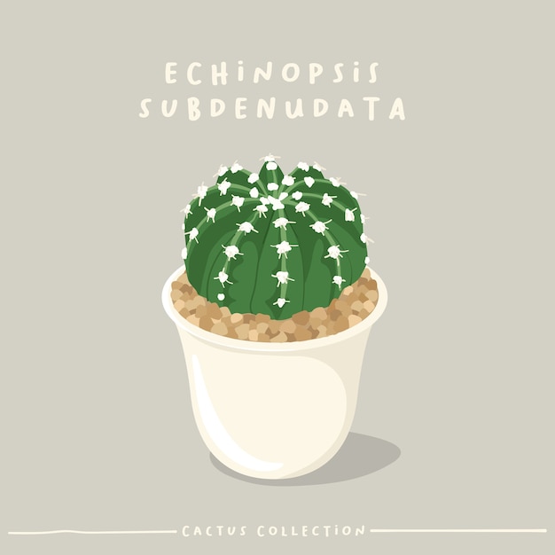 Vettore collezione di tipi di cactus. cactus in vaso piccolo bianco isolato su sfondo beige.