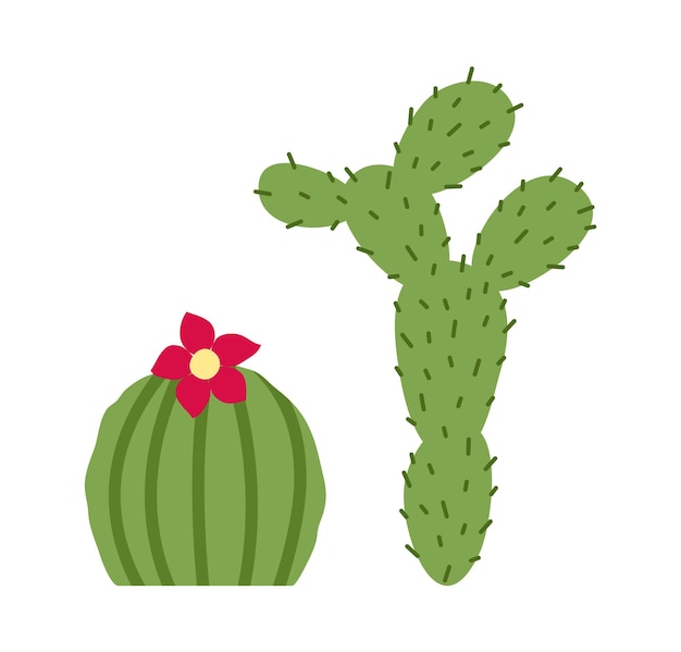 Cactussen geïsoleerd op een witte achtergrond.