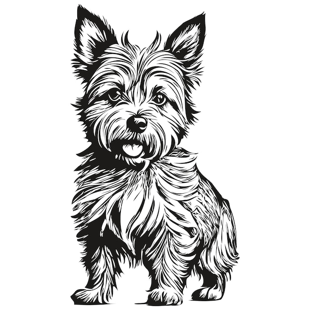 Cairn Terrier dog realistic pencil drawing in vector line art illustration of dog face black and white realistic breed pet