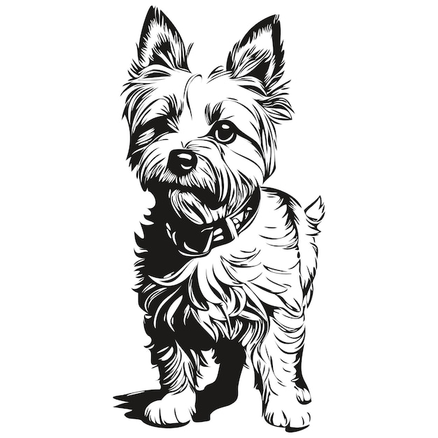 Cairn Terrier dog vector graphics hand drawn pencil animal line illustration realistic breed pet