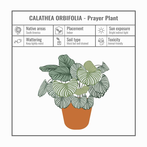 Calathea