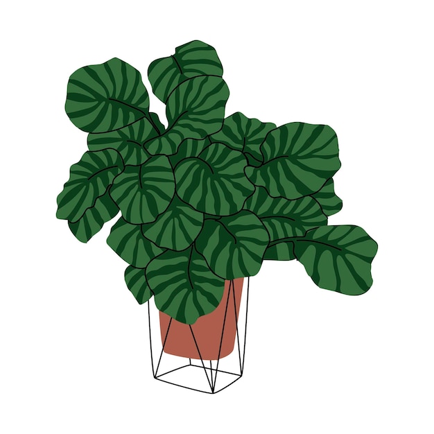 Calatheas Kamerplant in de pot Voor decor thuis of op kantoor interieur Trendy indoor kruid geïsoleerd element op witte achtergrond Vlakke stijl in vectorillustratie