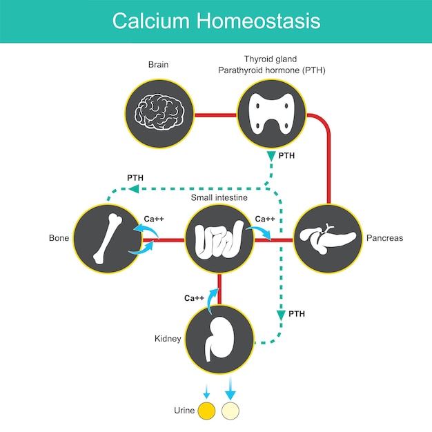 Vector calciumhomeostase. diagram voor het leren van calciumniveaus in menselijk bloed. vector illustratie.