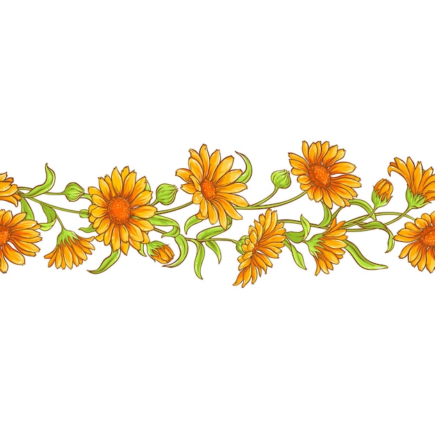 Calendula bloem vector patroon