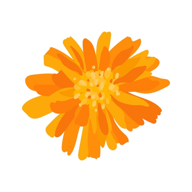 Vector calendula closeup from above blooming marigold illustration