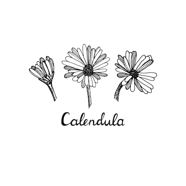 Calendula A collection of hand drawn flowers and plants Sketch of a set of medicinal herbs