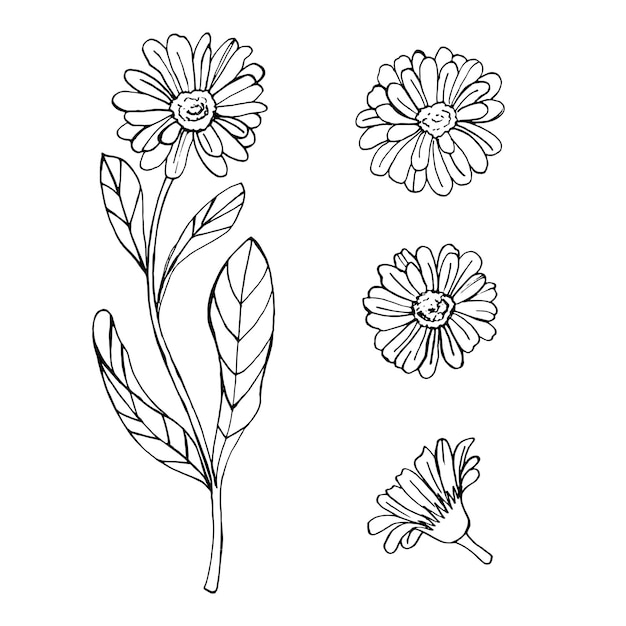 Calendula doodle flower. Black linear silhouette. For perfumery and cosmetics. Vector illustration