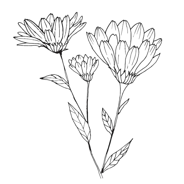 Vettore illustrazione in bianco e nero del vettore di fiori di calendula linea disegnata a mano