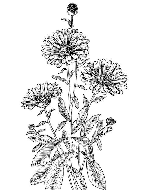 Vector calendula flowers in engraving style