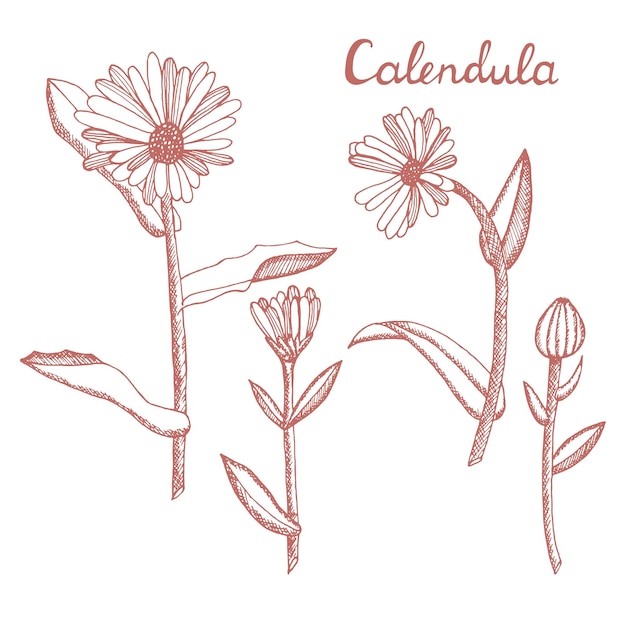カレンデュラの花薬草のセット