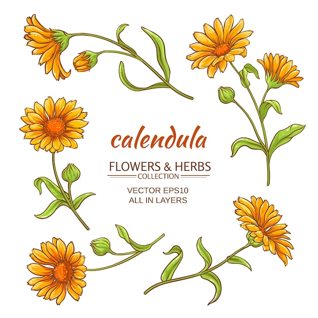 Calendula flowers vector set on white background