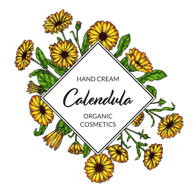 Calendula frame with hand drawn elements vector illustration in sketch style