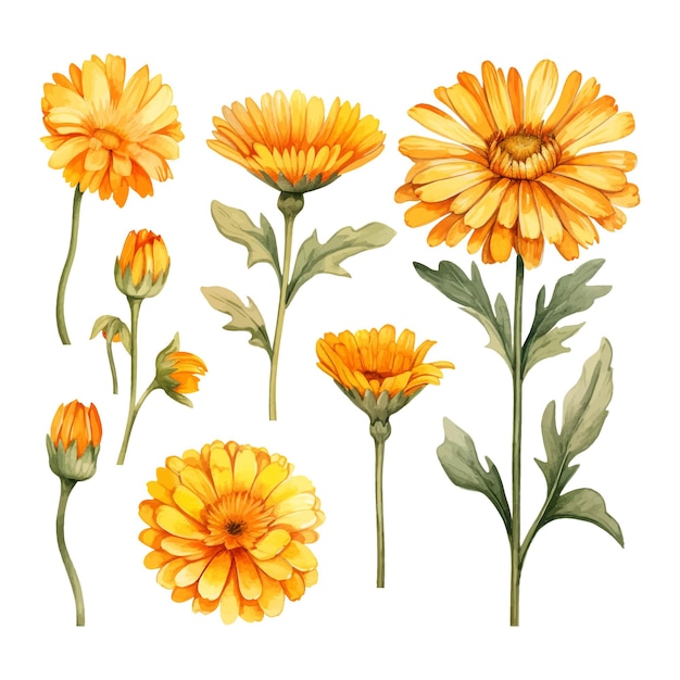 Vettore calendula acquerello fiore set clipart sfondo bianco