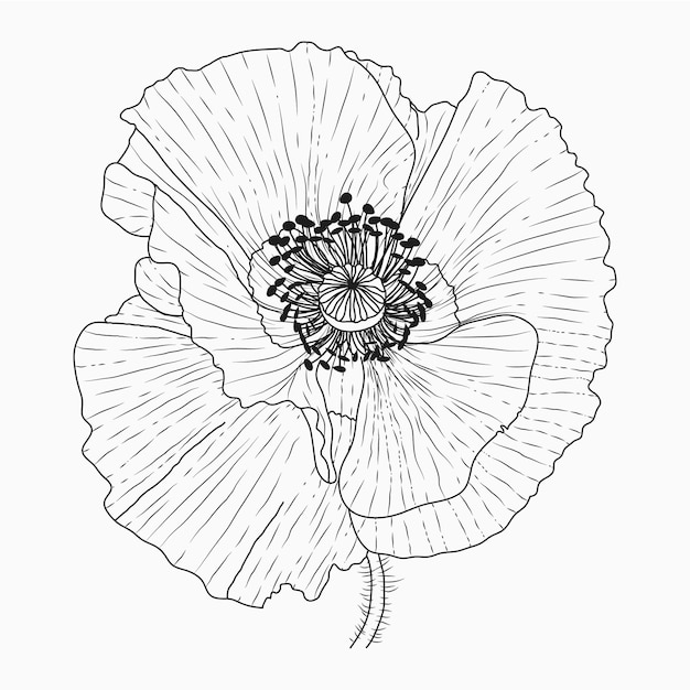 ベクトル カリフォルニアポピーの花が描かれ、白い背景に線画でスケッチ