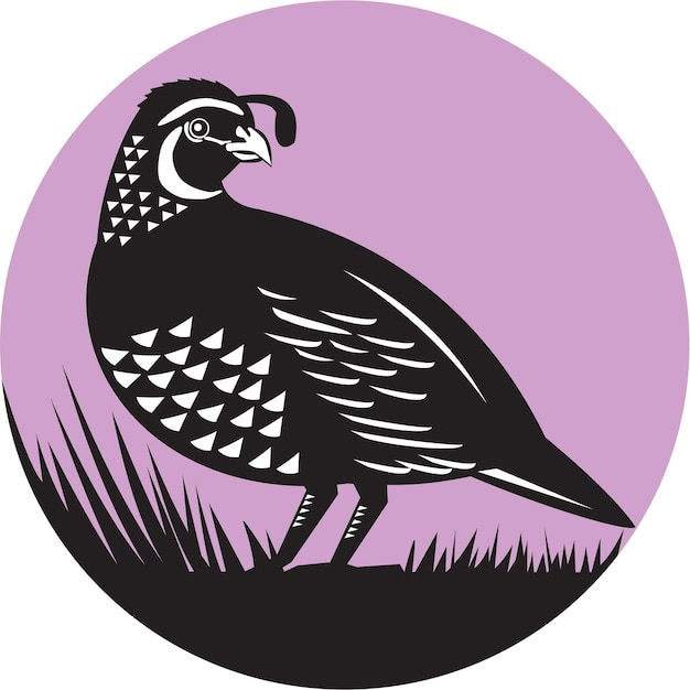 California Valley Quail Bird Circle Retro