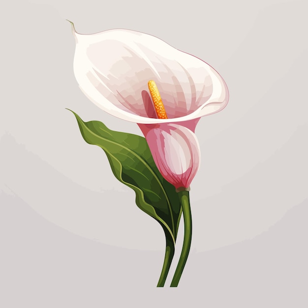 Vector calla lily bloemen