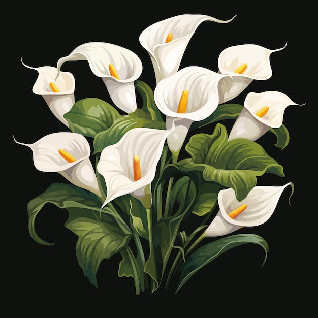 Calla Lily bloemen