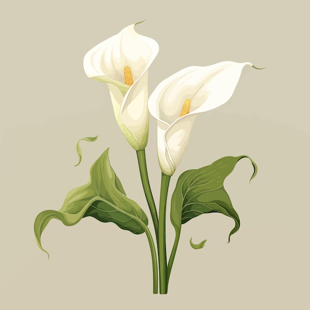 Calla Lily bloemen