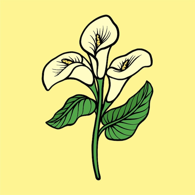 Calla Lily Flower Vector Illustration