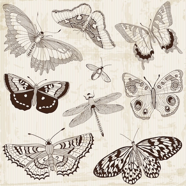 Vettore elementi calligrafici di disegno della farfalla