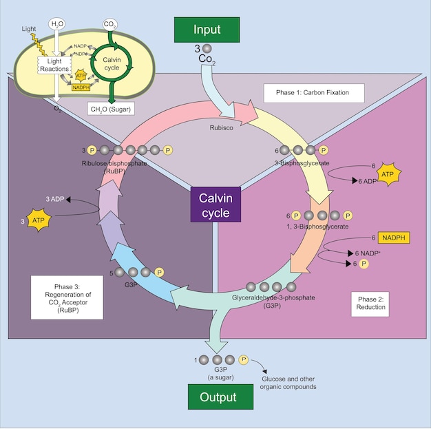 벡터 calvin cycle 벡터는 차트 다이어그램을 보여줍니다.