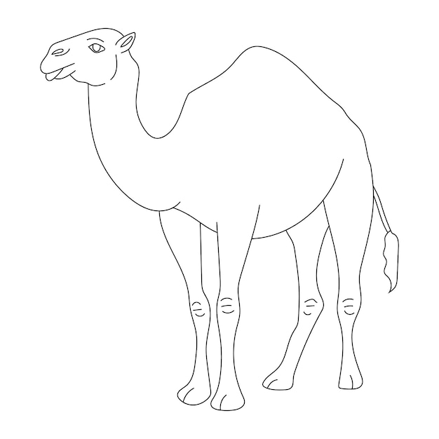 Vettore camel clipart cartoon animali selvatici clipart set per gli amanti della fauna selvatica