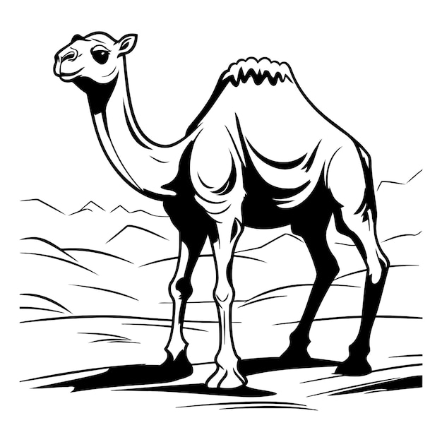 Vector camel in the desert of a camel in the desert