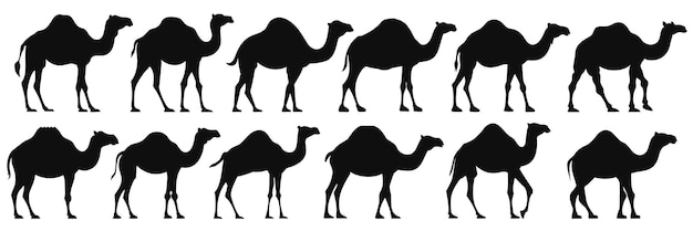 Camel desert silhouettes set large pack of vector silhouette design isolated white background