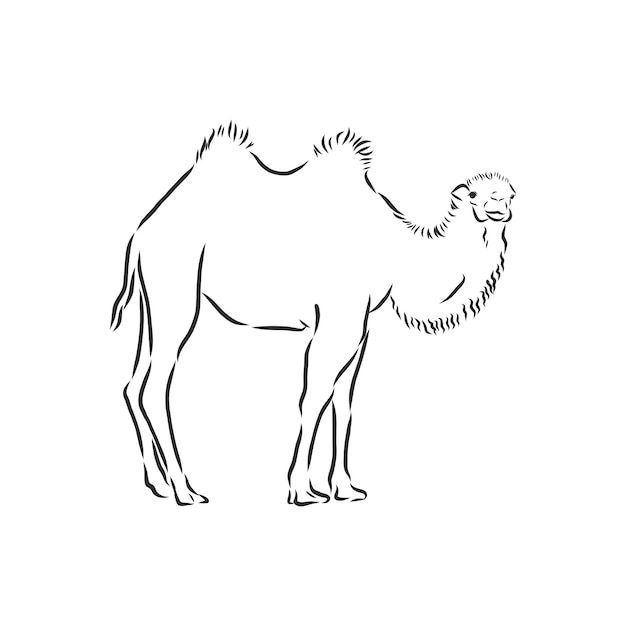 Camel hand drawn vector illustration camel vector sketch illustration