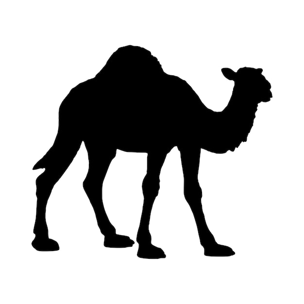 Camel silhouette on white background