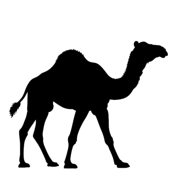 Camel Silhouette on White Background