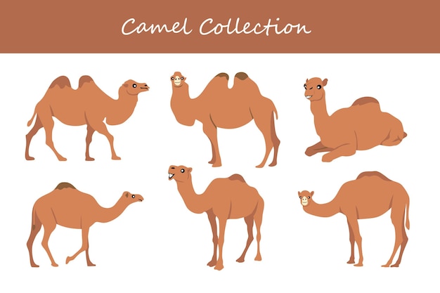 Vettore set di illustrazioni vettoriali di cammelli cucino isolato su sfondo bianco