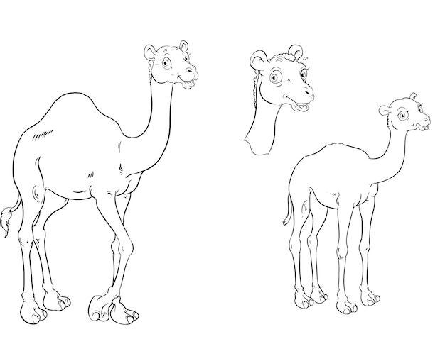 Vector camel