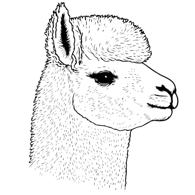 Vector camelid animal head called alpaca