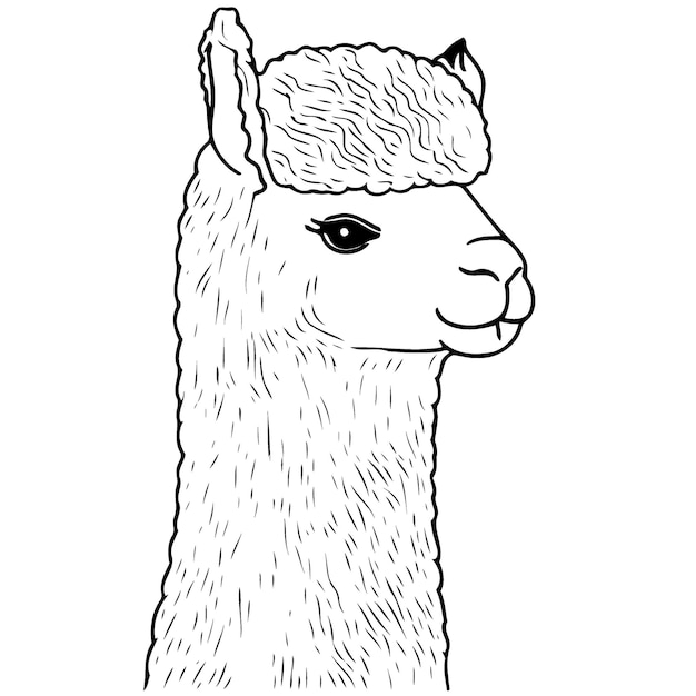 Camelid animal head called alpaca