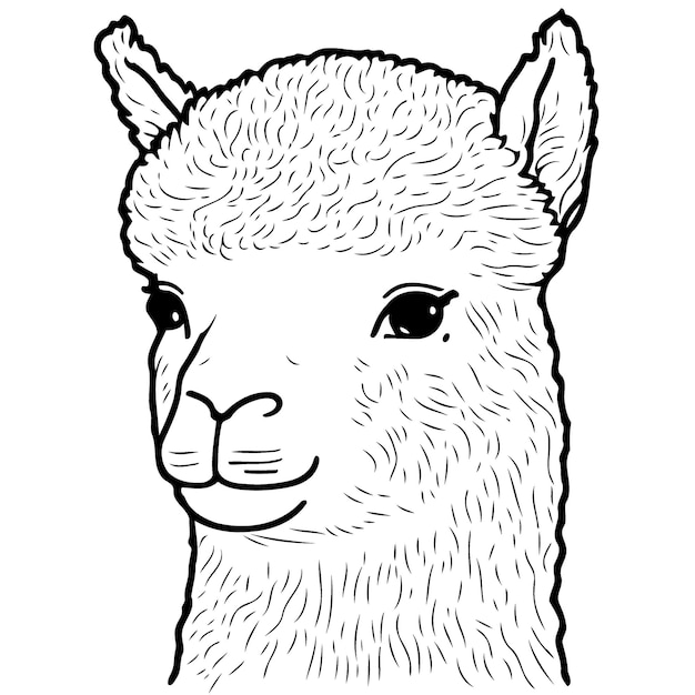 Vector camelid animal head called alpaca