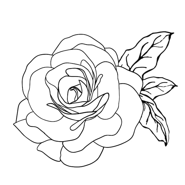 Camellia bloemen met bladeren lijn kunst vector Camellia en roos bloem hoofd voor de lente geïsoleerd in witte achtergrond Vector illustratie