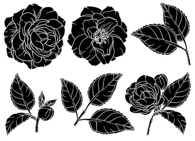 Vector camellia bloemen silhouetten set