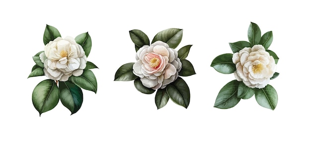 Camellia clipart geïsoleerde vectorillustratie