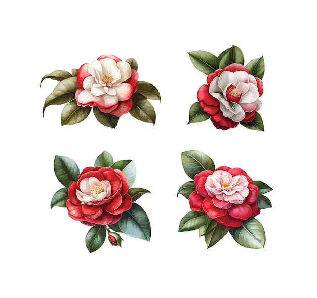 Camellia clipart isolated vector illustration