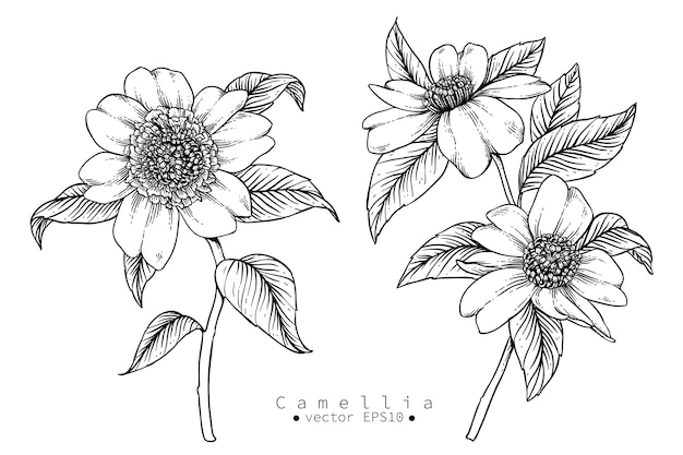 Camellia flower drawings