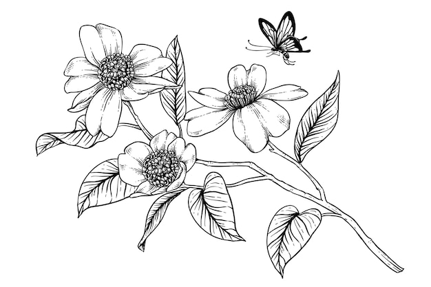 Camellia flower drawings