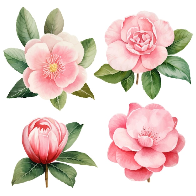 Vettore fondo bianco di clipart di vettore dell'acquerello del fiore della camelia