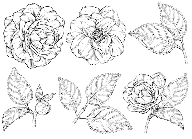 Camellia flowers black and white set Camellia and rose flower collection